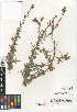  (Epilobium canum subsp. canum - CCDB-24946-D02)  @11 [ ] CreativeCommons - Attribution Non-Commercial Share-Alike (2015) SDNHM San Diego Natural History Museum