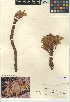 (Orobanche californica - CCDB-24946-E08)  @11 [ ] CreativeCommons - Attribution Non-Commercial Share-Alike (2015) SDNHM San Diego Natural History Museum