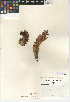  (Kopsiopsis strobilacea - CCDB-24946-G08)  @11 [ ] CreativeCommons - Attribution Non-Commercial Share-Alike (2015) SDNHM San Diego Natural History Museum