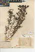  (Dicranostegia - CCDB-24946-H08)  @11 [ ] CreativeCommons - Attribution Non-Commercial Share-Alike (2015) SDNHM San Diego Natural History Museum