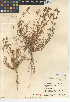  (Allophyllum gilioides subsp. gilioides - CCDB-24947-A11)  @11 [ ] CreativeCommons - Attribution Non-Commercial Share-Alike (2015) SDNHM San Diego Natural History Museum