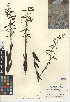  (Penstemon centranthifolius - CCDB-24947-C06)  @11 [ ] CreativeCommons - Attribution Non-Commercial Share-Alike (2015) SDNHM San Diego Natural History Museum