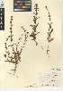  (Stemodia durantifolia - CCDB-24947-C09)  @11 [ ] CreativeCommons - Attribution Non-Commercial Share-Alike (2015) SDNHM San Diego Natural History Museum