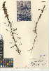  (Antirrhinum coulterianum - CCDB-24947-D03)  @11 [ ] CreativeCommons - Attribution Non-Commercial Share-Alike (2015) SDNHM San Diego Natural History Museum