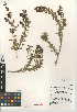  (Keckiella antirrhinoides var. microphylla - CCDB-24947-D05)  @11 [ ] CreativeCommons - Attribution Non-Commercial Share-Alike (2015) SDNHM San Diego Natural History Museum