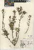 (Picrodendraceae - CCDB-24947-G03)  @11 [ ] CreativeCommons - Attribution Non-Commercial Share-Alike (2015) SDNHM San Diego Natural History Museum