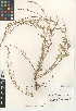 (Polygonum aviculare subsp. neglectum - CCDB-24949-C03)  @11 [ ] CreativeCommons - Attribution Non-Commercial Share-Alike (2015) SDNHM San Diego Natural History Museum