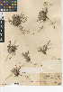  (Nemacaulis denudata var. gracilis - CCDB-24949-D02)  @11 [ ] CreativeCommons - Attribution Non-Commercial Share-Alike (2015) SDNHM San Diego Natural History Museum