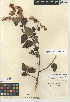  (Ceanothus - CCDB-24949-E11)  @11 [ ] CreativeCommons - Attribution Non-Commercial Share-Alike (2015) SDNHM San Diego Natural History Museum