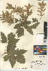  (Acer negundo - CCDB-24950-B12)  @11 [ ] CreativeCommons - Attribution Non-Commercial Share-Alike (2015) SDNHM San Diego Natural History Museum