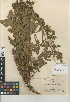  (Horkelia cuneata var. puberula - CCDB-24950-D04)  @11 [ ] CreativeCommons - Attribution Non-Commercial Share-Alike (2015) SDNHM San Diego Natural History Museum