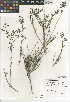  (Galium angustifolium subsp. jacinticum - CCDB-24950-D09)  @11 [ ] CreativeCommons - Attribution Non-Commercial Share-Alike (2015) SDNHM San Diego Natural History Museum