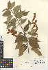  (Prunus ilicifolia subsp. lyonii - CCDB-24950-E06)  @11 [ ] CreativeCommons - Attribution Non-Commercial Share-Alike (2015) SDNHM San Diego Natural History Museum