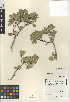  (Rhamnus insula - CCDB-24950-F01)  @11 [ ] CreativeCommons - Attribution Non-Commercial Share-Alike (2015) SDNHM San Diego Natural History Museum