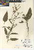  (Nicotiana acuminata - CCDB-24951-B05)  @11 [ ] CreativeCommons - Attribution Non-Commercial Share-Alike (2015) SDNHM San Diego Natural History Museum