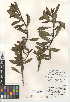  (Myoporum sandwicense - CCDB-24951-D03)  @11 [ ] CreativeCommons - Attribution Non-Commercial Share-Alike (2015) SDNHM San Diego Natural History Museum