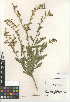  (Nicotiana obtusifolia - CCDB-24951-F06)  @11 [ ] CreativeCommons - Attribution Non-Commercial Share-Alike (2015) SDNHM San Diego Natural History Museum