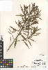  (Myoporum acuminatum - CCDB-24951-H03)  @11 [ ] CreativeCommons - Attribution Non-Commercial Share-Alike (2015) SDNHM San Diego Natural History Museum