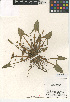  ( - CCDB-24952-A09)  @11 [ ] CreativeCommons - Attribution Non-Commercial Share-Alike (2015) SDNHM San Diego Natural History Museum