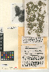  (Lemna - CCDB-24952-E12)  @11 [ ] CreativeCommons - Attribution Non-Commercial Share-Alike (2015) SDNHM San Diego Natural History Museum
