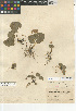  ( - CCDB-24963-G04)  @11 [ ] CreativeCommons - Attribution Non-Commercial Share-Alike (2015) SDHNM San Diego Natural History Museum
