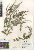  (Verbena lasiostachys var. scabrida - CCDB-24952-G06)  @11 [ ] CreativeCommons - Attribution Non-Commercial Share-Alike (2015) SDNHM San Diego Natural History Museum