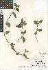  ( - CCDB-24953-A02)  @11 [ ] CreativeCommons - Attribution Non-Commercial Share-Alike (2015) SDNHM San Diego Natural History Museum