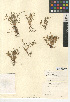  ( - CCDB-24953-A06)  @11 [ ] CreativeCommons - Attribution Non-Commercial Share-Alike (2015) SDNHM San Diego Natural History Museum