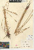  ( - CCDB-24953-A07)  @11 [ ] CreativeCommons - Attribution Non-Commercial Share-Alike (2015) SDNHM San Diego Natural History Museum