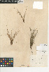  ( - CCDB-24953-B08)  @11 [ ] CreativeCommons - Attribution Non-Commercial Share-Alike (2015) SDNHM San Diego Natural History Museum