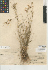 ( - CCDB-24953-B12)  @11 [ ] CreativeCommons - Attribution Non-Commercial Share-Alike (2015) SDNHM San Diego Natural History Museum