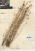  ( - CCDB-24953-C07)  @11 [ ] CreativeCommons - Attribution Non-Commercial Share-Alike (2015) SDNHM San Diego Natural History Museum
