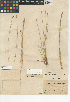  ( - CCDB-24953-C08)  @11 [ ] CreativeCommons - Attribution Non-Commercial Share-Alike (2015) SDNHM San Diego Natural History Museum