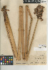 (Schoenoplectus - CCDB-24953-D09)  @11 [ ] CreativeCommons - Attribution Non-Commercial Share-Alike (2015) SDNHM San Diego Natural History Museum