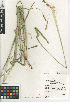  (Carex obispoensis - CCDB-24953-E04)  @11 [ ] CreativeCommons - Attribution Non-Commercial Share-Alike (2015) SDNHM San Diego Natural History Museum