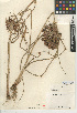  ( - CCDB-24953-E06)  @11 [ ] CreativeCommons - Attribution Non-Commercial Share-Alike (2015) SDNHM San Diego Natural History Museum