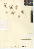  (Eleocharis bella - CCDB-24953-E07)  @11 [ ] CreativeCommons - Attribution Non-Commercial Share-Alike (2015) SDNHM San Diego Natural History Museum