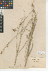  ( - CCDB-24953-F05)  @11 [ ] CreativeCommons - Attribution Non-Commercial Share-Alike (2015) SDNHM San Diego Natural History Museum