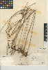  ( - CCDB-24953-F11)  @11 [ ] CreativeCommons - Attribution Non-Commercial Share-Alike (2015) SDNHM San Diego Natural History Museum