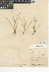 ( - CCDB-24953-G11)  @11 [ ] CreativeCommons - Attribution Non-Commercial Share-Alike (2015) SDNHM San Diego Natural History Museum
