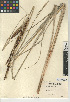  (Carex spissa - CCDB-24953-H05)  @11 [ ] CreativeCommons - Attribution Non-Commercial Share-Alike (2015) SDNHM San Diego Natural History Museum
