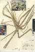  (Cyperus imbricatus - CCDB-24953-H06)  @11 [ ] CreativeCommons - Attribution Non-Commercial Share-Alike (2015) SDNHM San Diego Natural History Museum