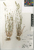  (Agropyron cristatum - CCDB-24954-A05)  @11 [ ] CreativeCommons - Attribution Non-Commercial Share-Alike (2015) SDNHM San Diego Natural History Museum