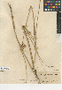  ( - CCDB-24954-B01)  @11 [ ] CreativeCommons - Attribution Non-Commercial Share-Alike (2015) SDNHM San Diego Natural History Museum
