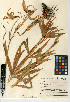  (Lilium pardalinum - CCDB-24954-B03)  @11 [ ] CreativeCommons - Attribution Non-Commercial Share-Alike (2015) SDNHM San Diego Natural History Museum