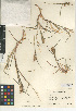  ( - CCDB-24954-C12)  @11 [ ] CreativeCommons - Attribution Non-Commercial Share-Alike (2015) SDNHM San Diego Natural History Museum