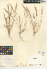  ( - CCDB-24954-D07)  @11 [ ] CreativeCommons - Attribution Non-Commercial Share-Alike (2015) SDNHM San Diego Natural History Museum