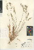  ( - CCDB-24954-D11)  @11 [ ] CreativeCommons - Attribution Non-Commercial Share-Alike (2015) SDNHM San Diego Natural History Museum