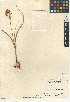  (Toxicoscordion venenosum - CCDB-24954-G04)  @11 [ ] CreativeCommons - Attribution Non-Commercial Share-Alike (2015) SDNHM San Diego Natural History Museum