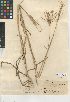  (Eustachys distichophylla - CCDB-24955-A07)  @11 [ ] CreativeCommons - Attribution Non-Commercial Share-Alike (2015) SDNHM San Diego Natural History Museum